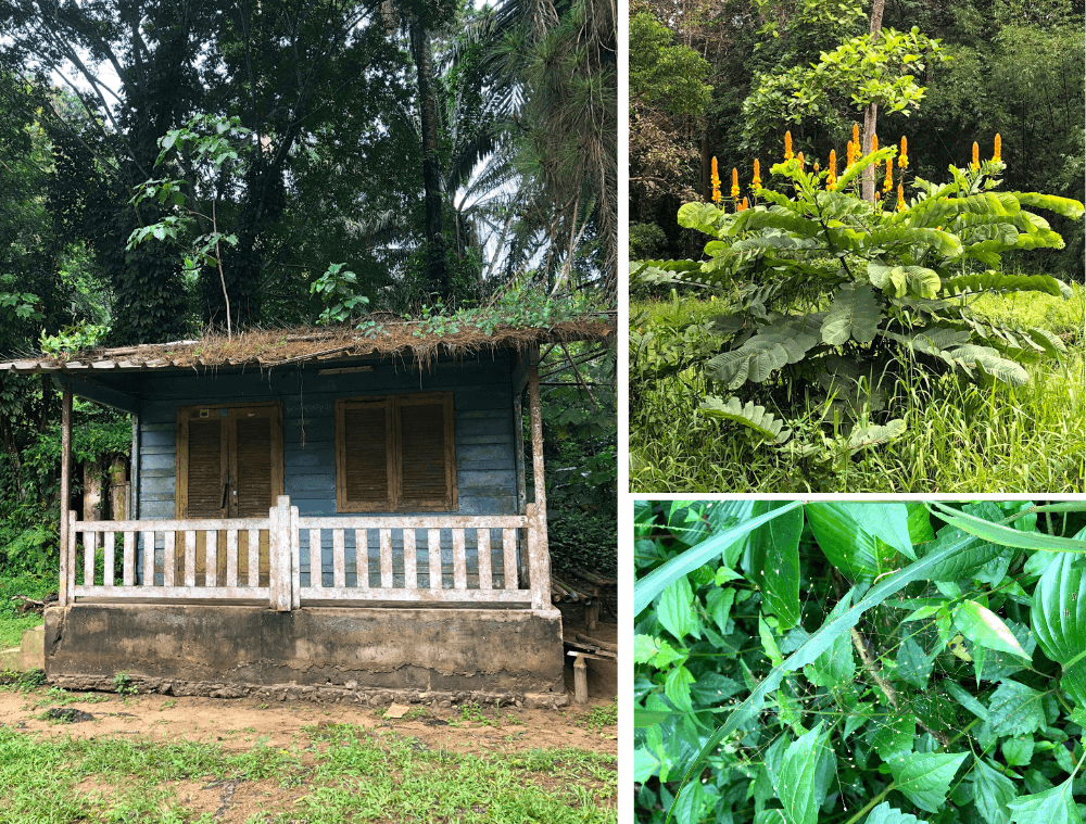 Abidjan forêt du Banco