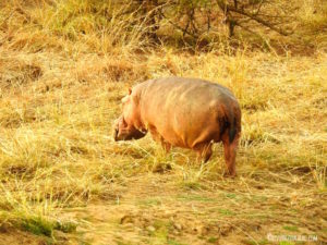 Hippo Pendjari