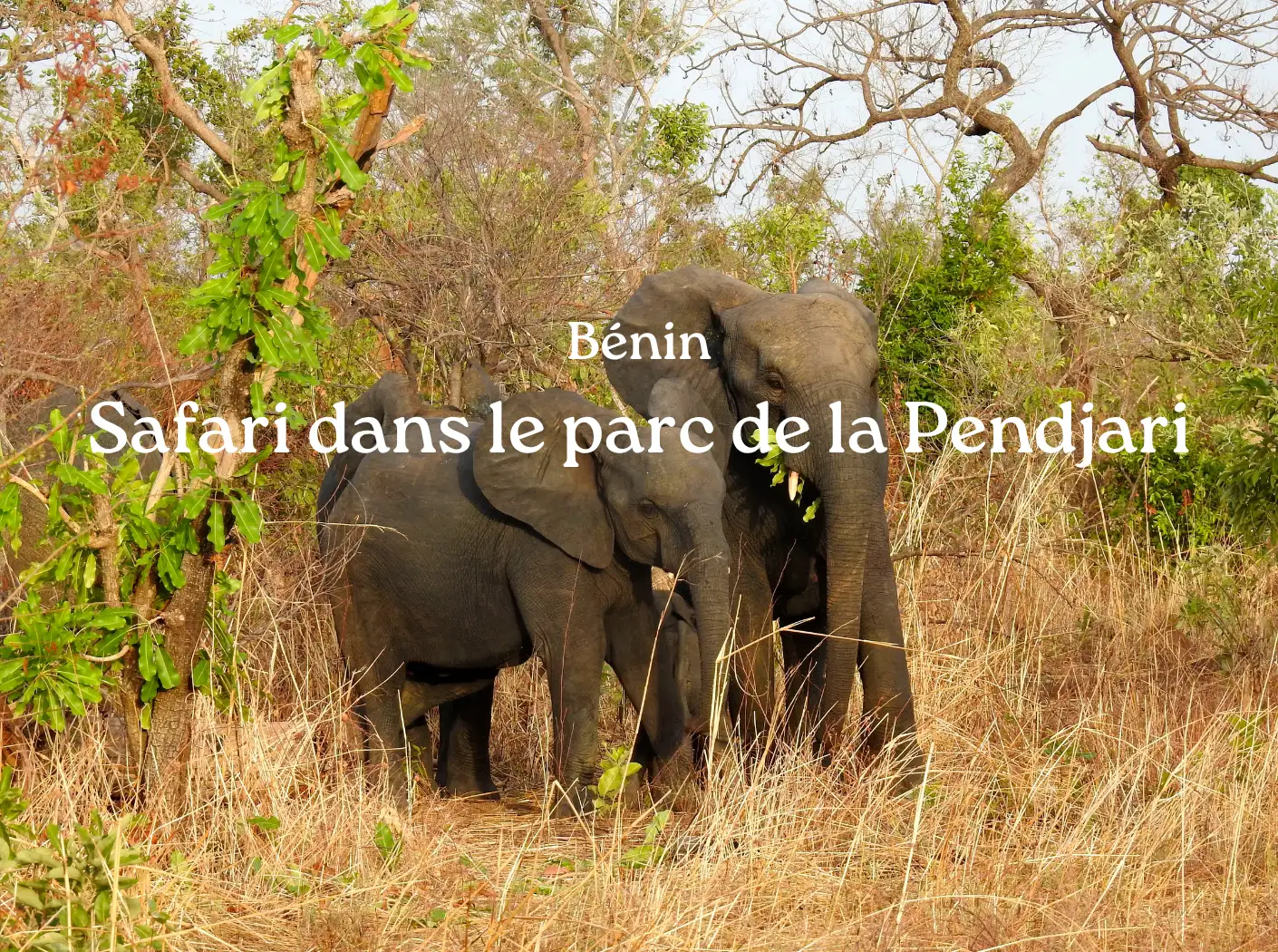 Safari parc Pendjari Bénin