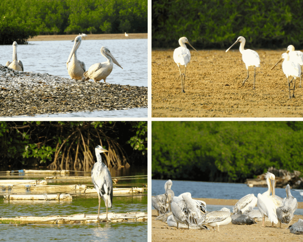 Petite Côte Senegal Somone