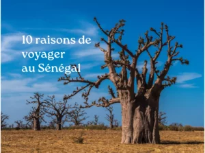 Voyager sénégal baobab