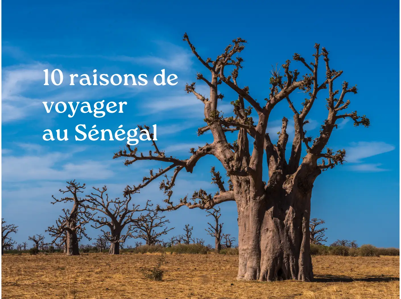 Voyager sénégal baobab