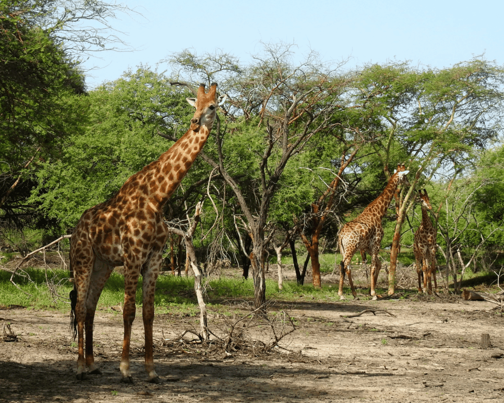 Petite Côte au Senegal Bandia