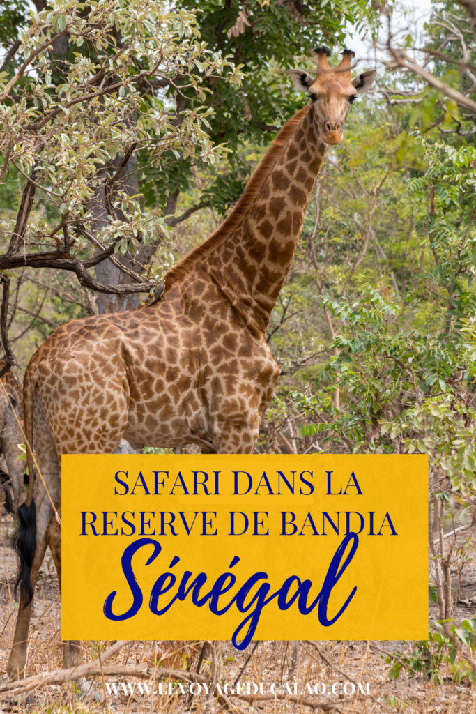 Safari Sénégal Bandia Pinterest