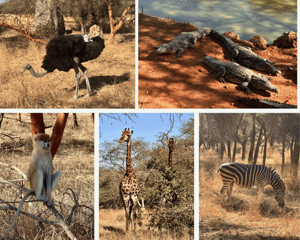 safari réserve Bandia Sénégal
