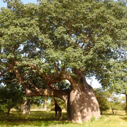 Girafe Baobab Bandia Senegal