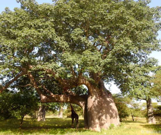 Girafe Baobab Bandia Senegal