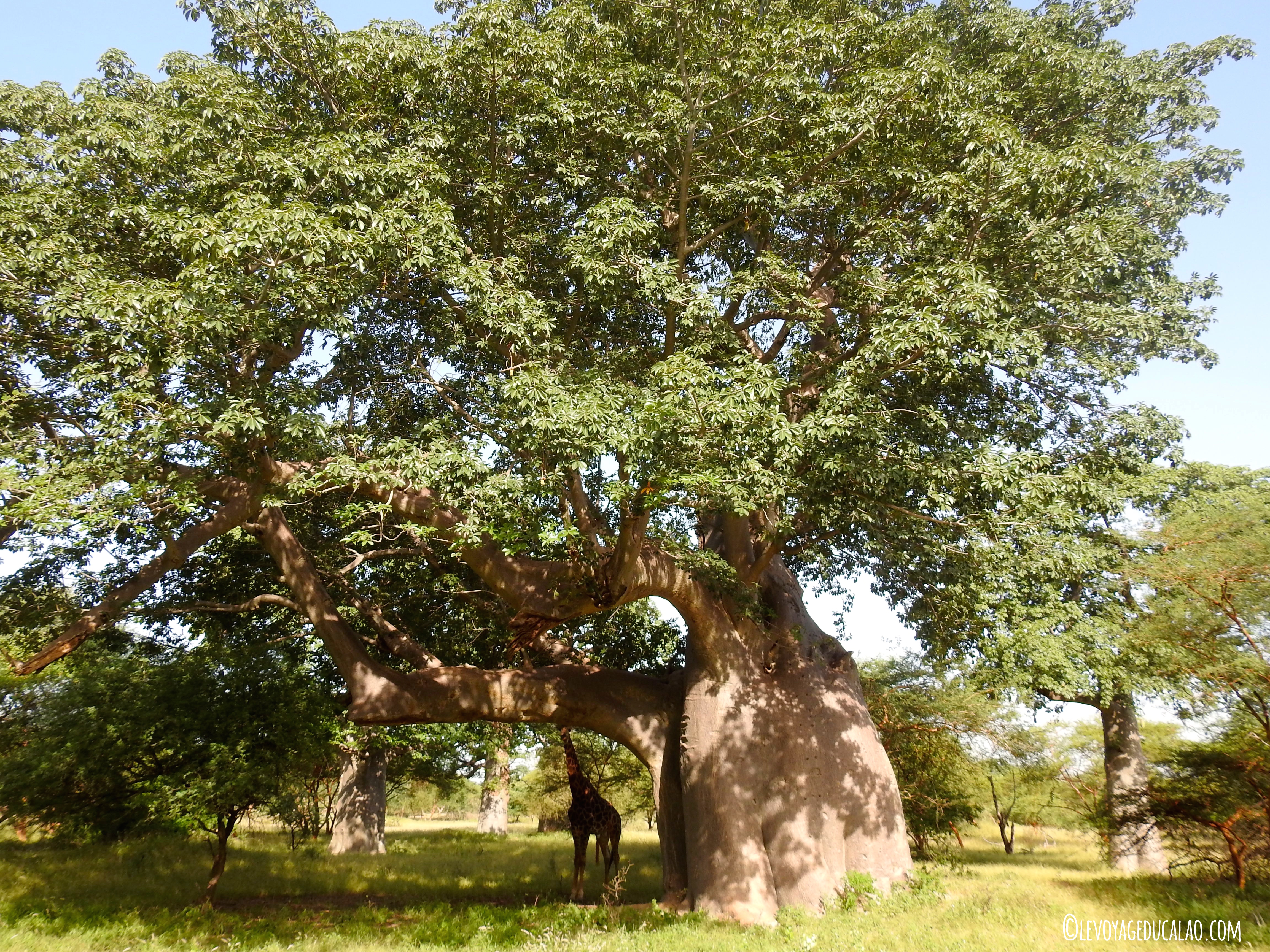 Girafe Baobab Bandia Senegal