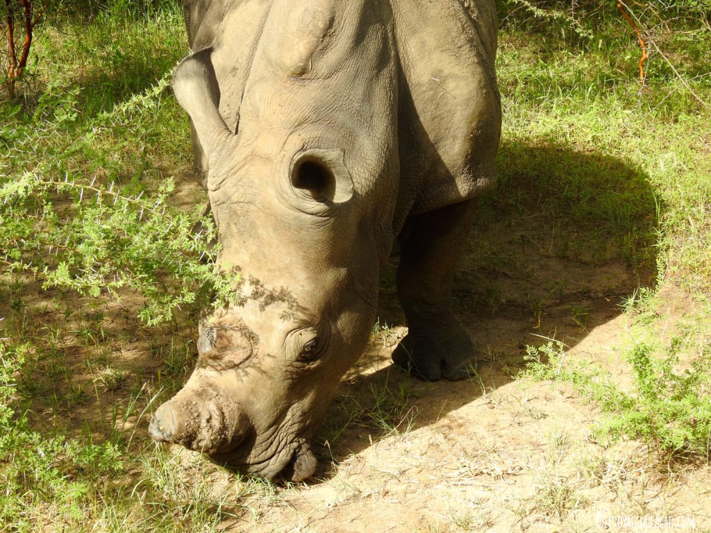 Rhino Bandia Senegal