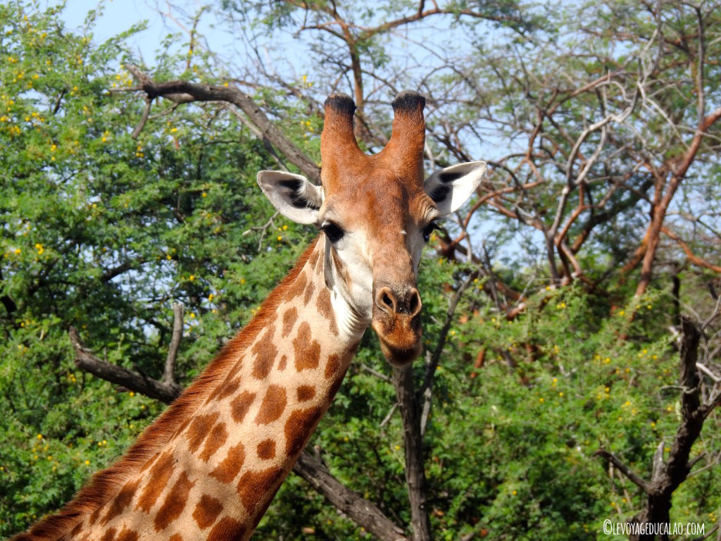 Girafe Bandia Senegal