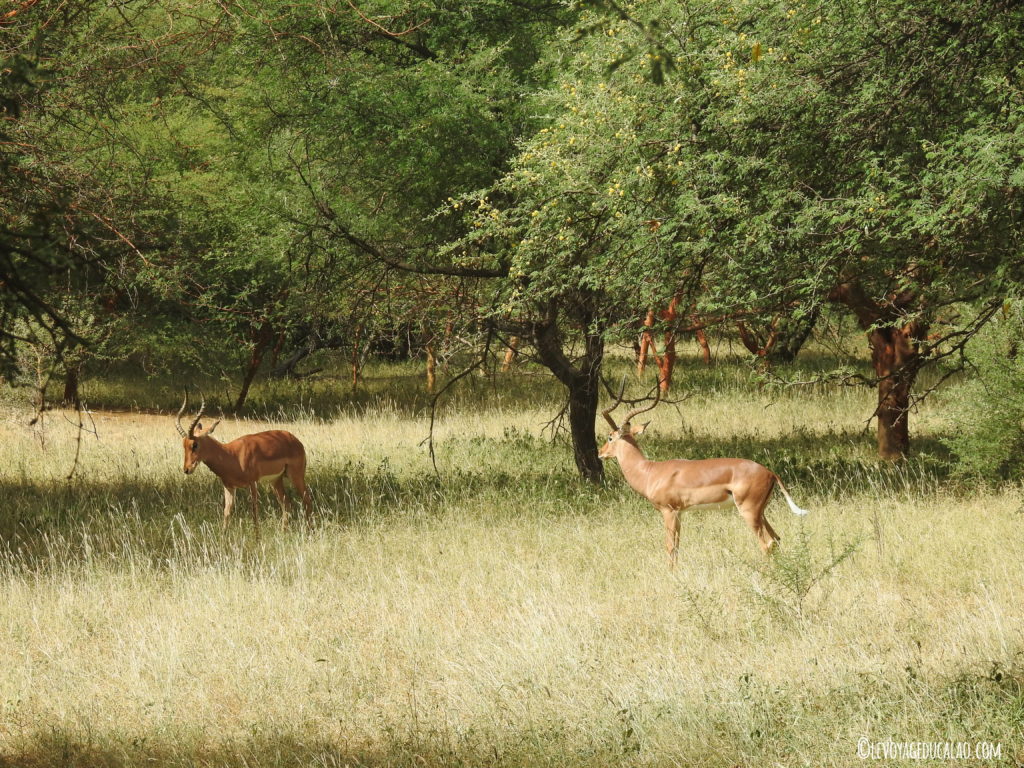 Impala Bandia Senegal