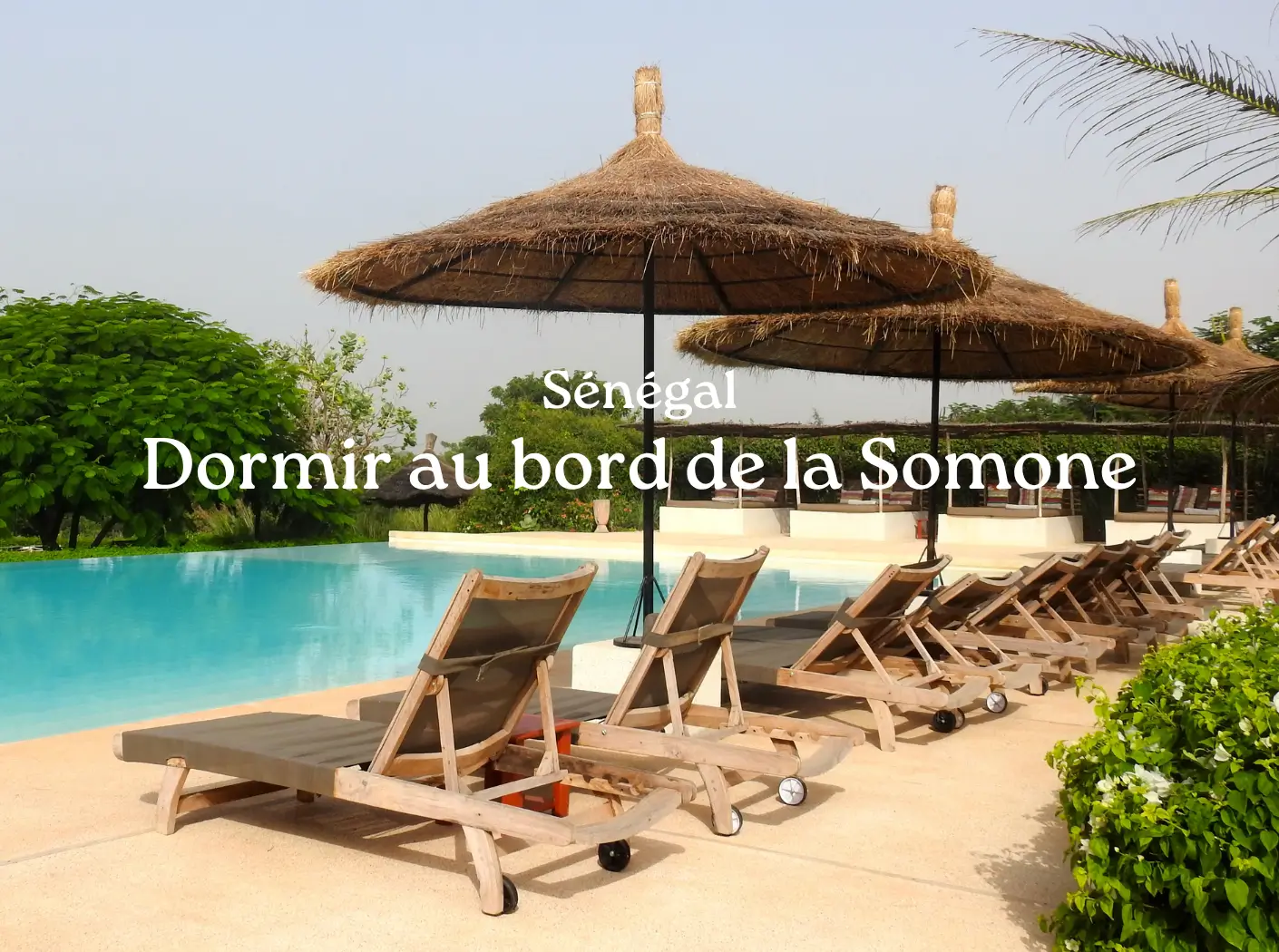 Manguiers Guéréo Somone Sénégal