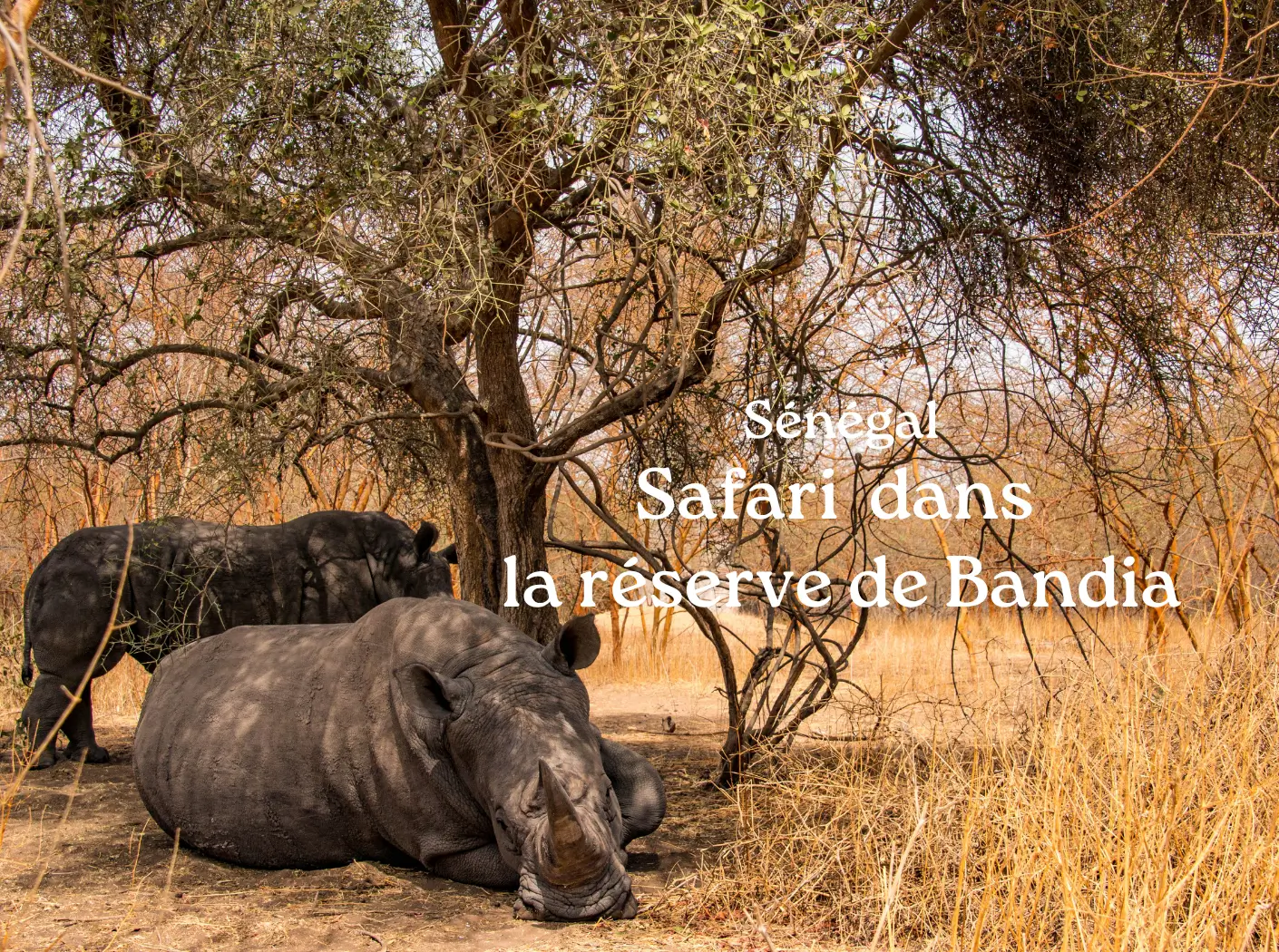 Safari Bandia Sénégal