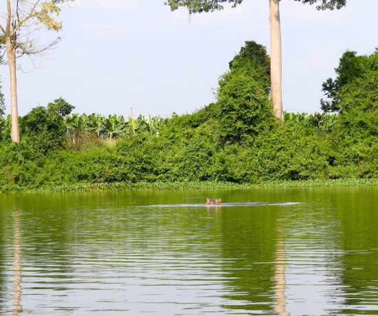 Fleuve Bandama Hippo Tiassalé