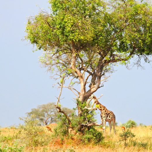 Savane giraffe Ouganda