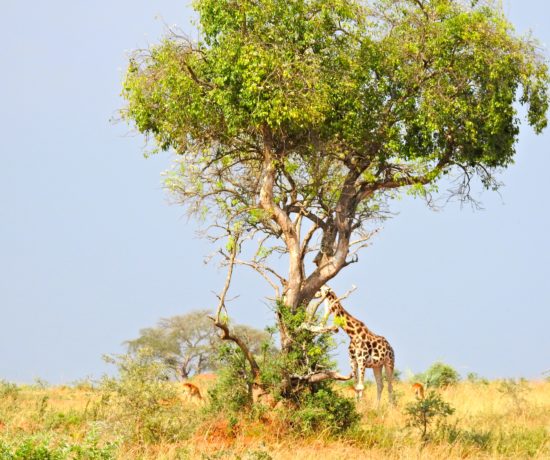 Savane giraffe Ouganda
