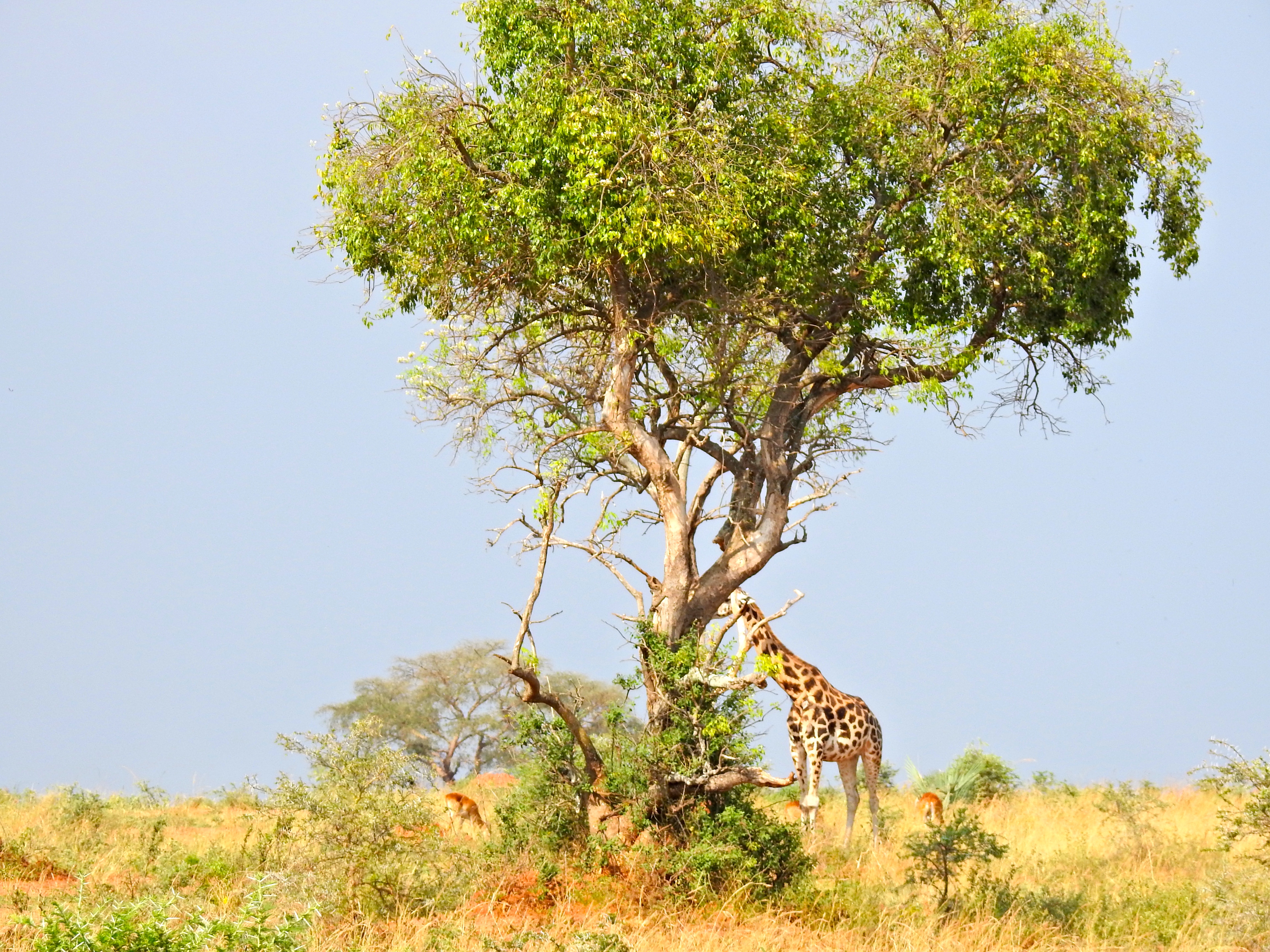 Savane giraffe Ouganda