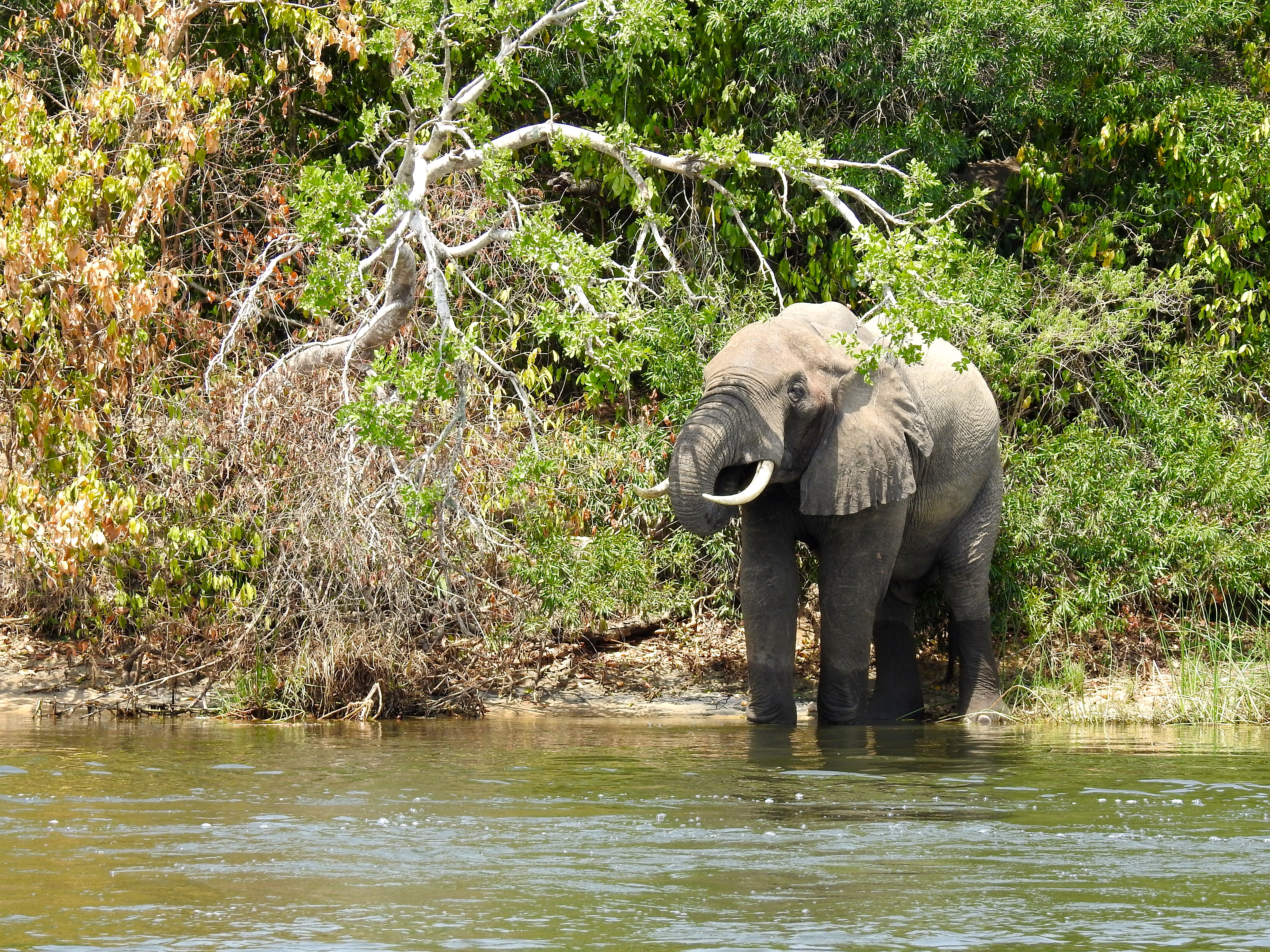 Elephant Nil Ouganda