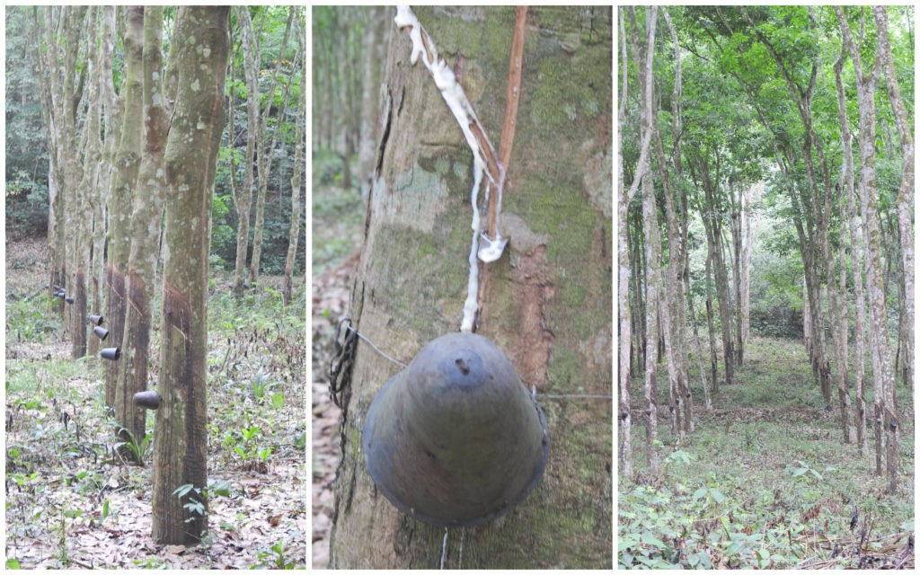 Hévéa Bini Abidjan