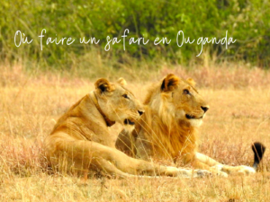 safari ouganda parcs lions