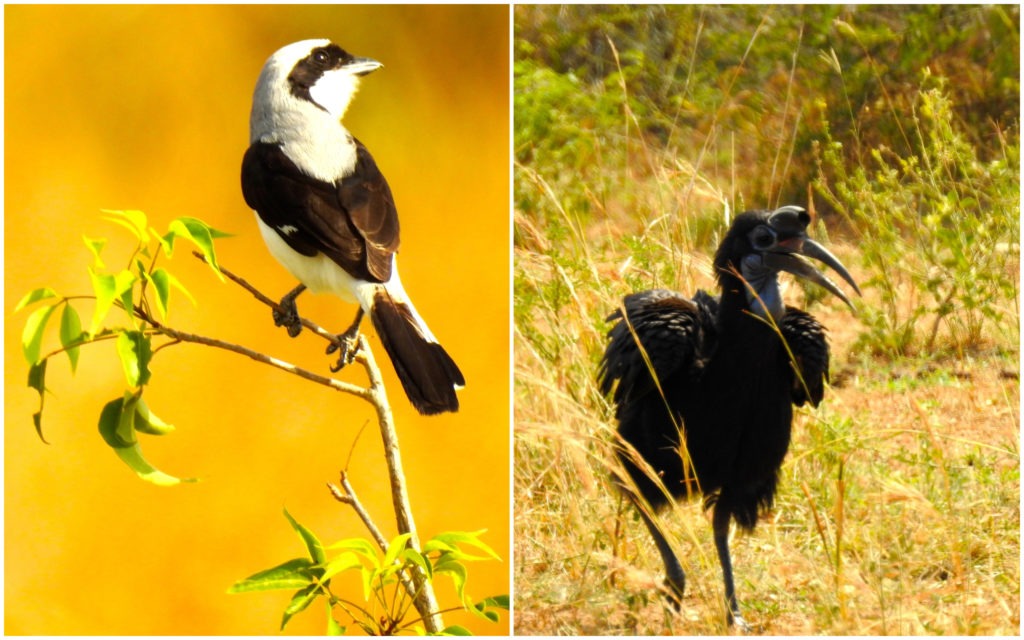 Oiseaux Savane Ouganda