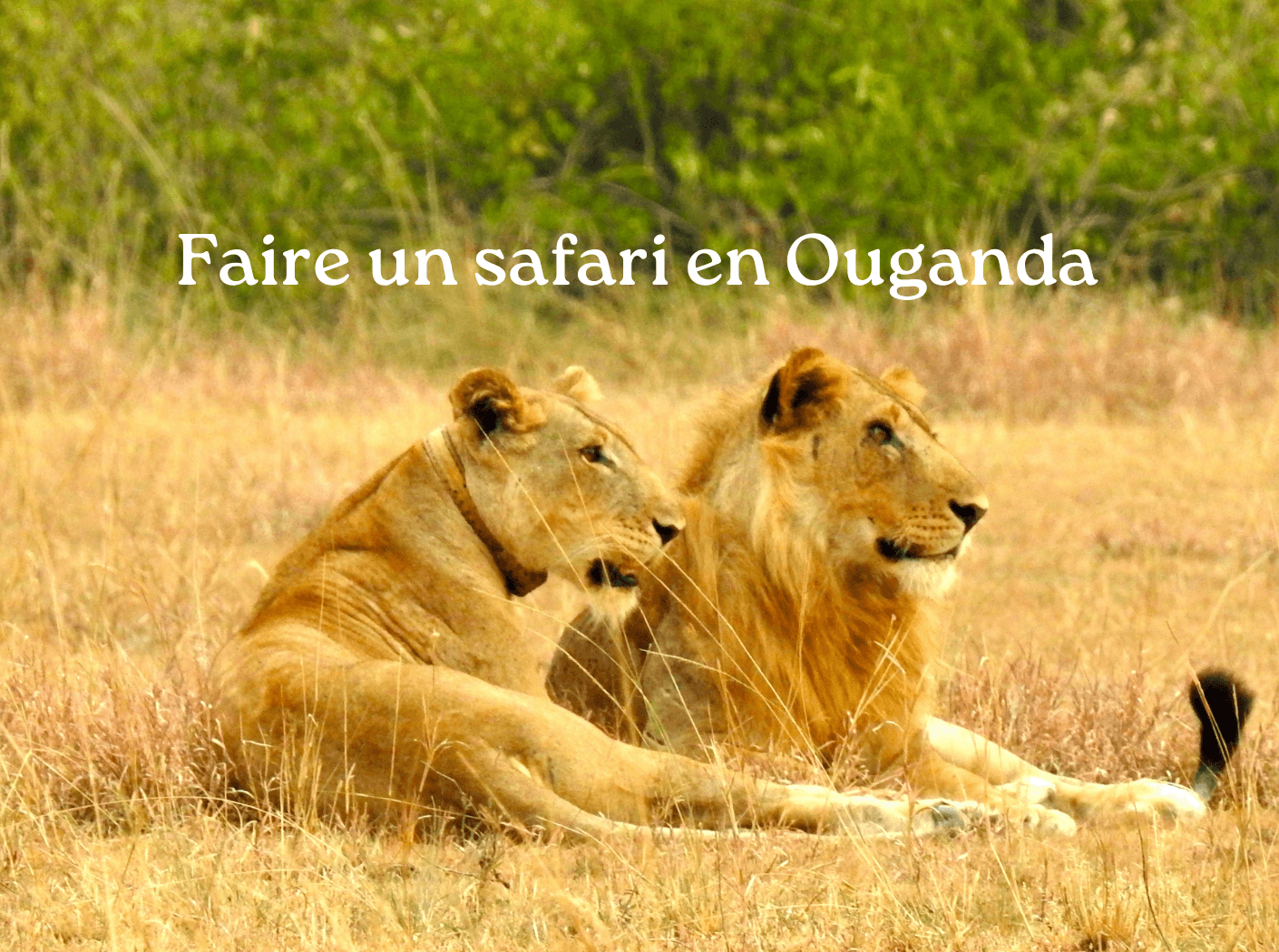 safari ouganda