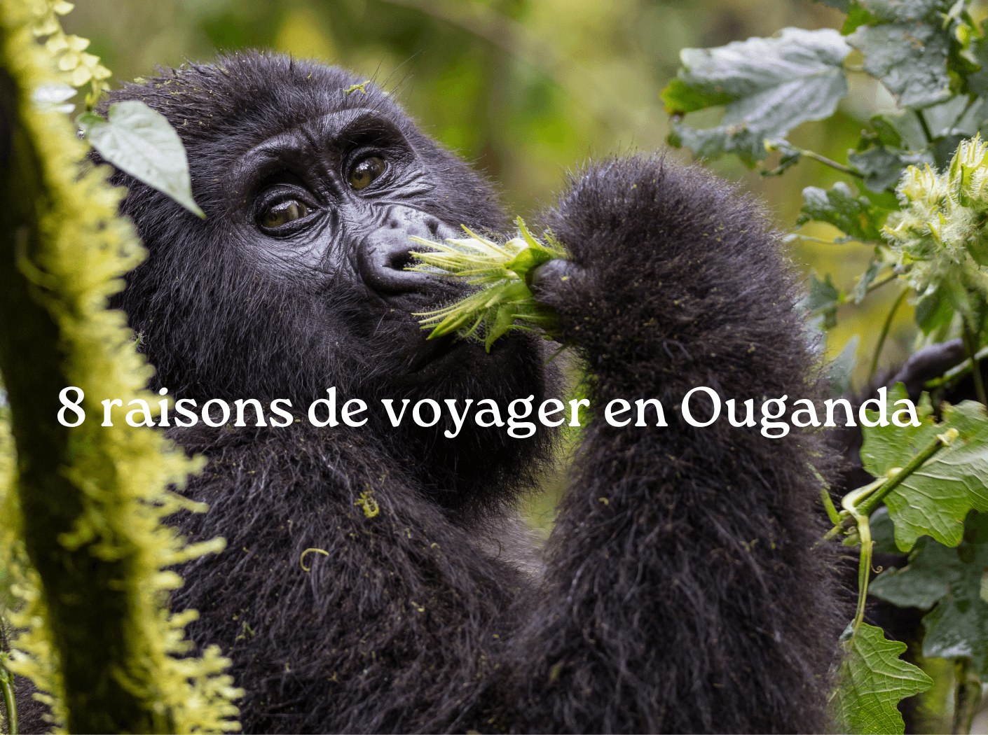partir et voyager en ouganda