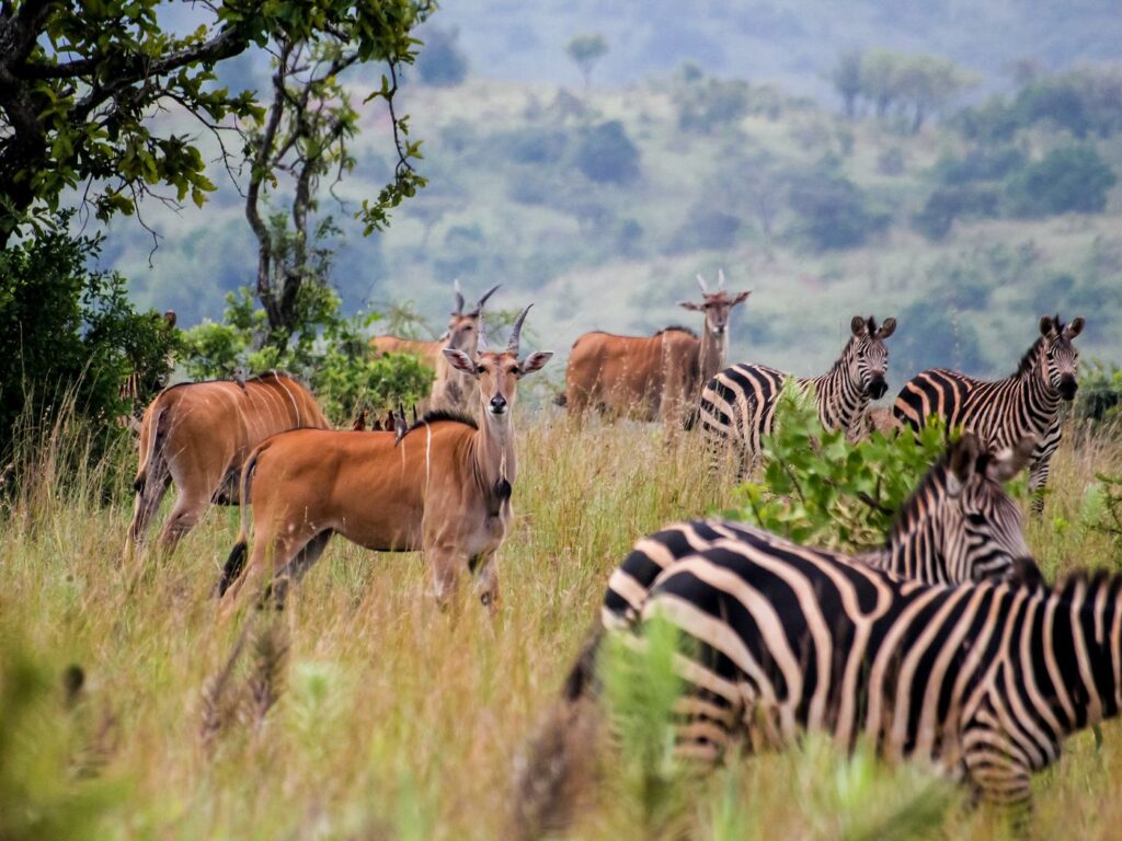 safari-tanzanie-zebre-afrique