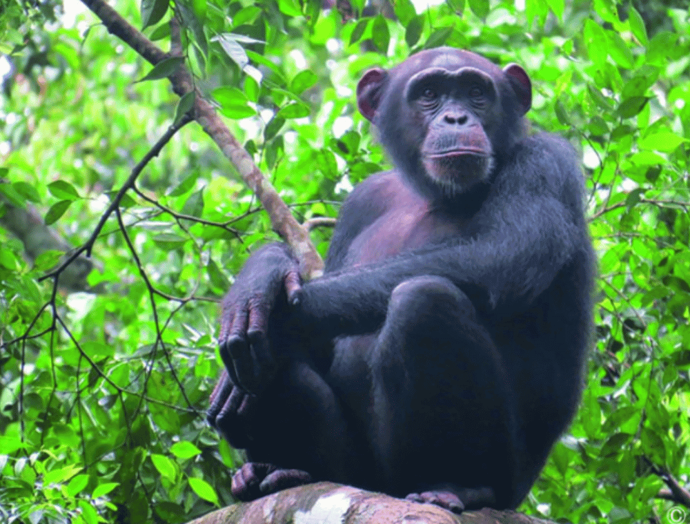 Chimpanzés Parc du Tai Côte d'Ivoire