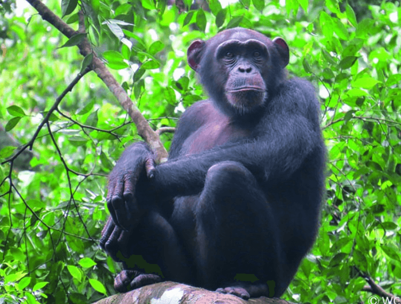 visiter-cote-d-ivoire-tai-chimpanzés