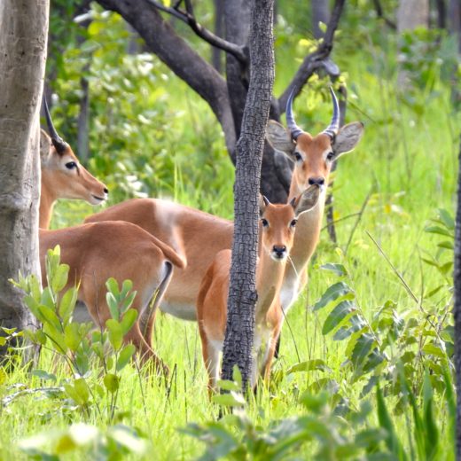 Réserve Nzi antilopes