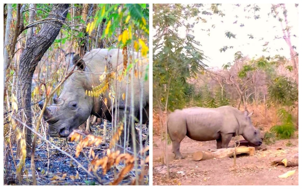 Rhinocéros Réserve Nzi Côte d'Ivoire