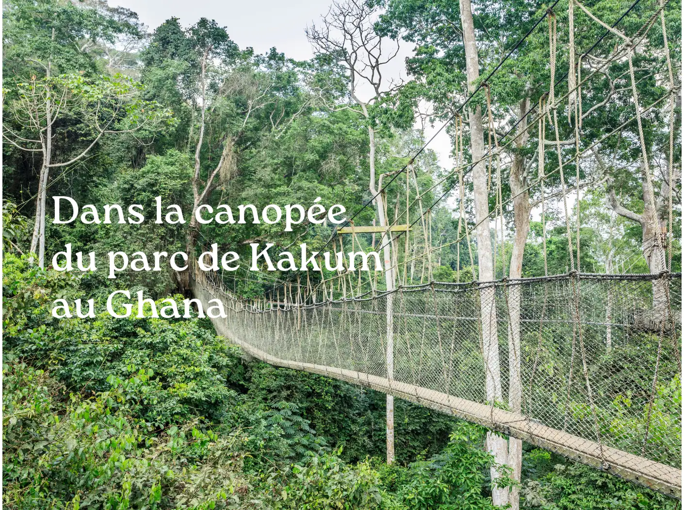 Parc Kakum Ghana canopée