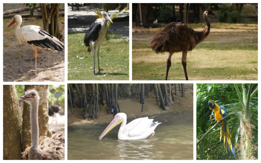 Kafolo lagoon oiseaux