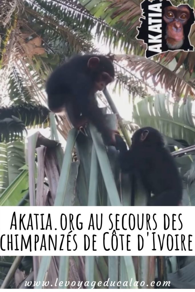 Akatia Pinterest