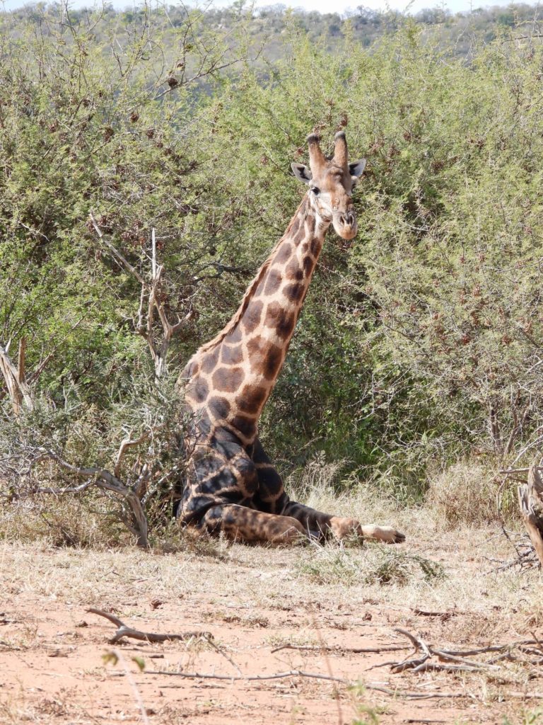 Madikwe_Girafe