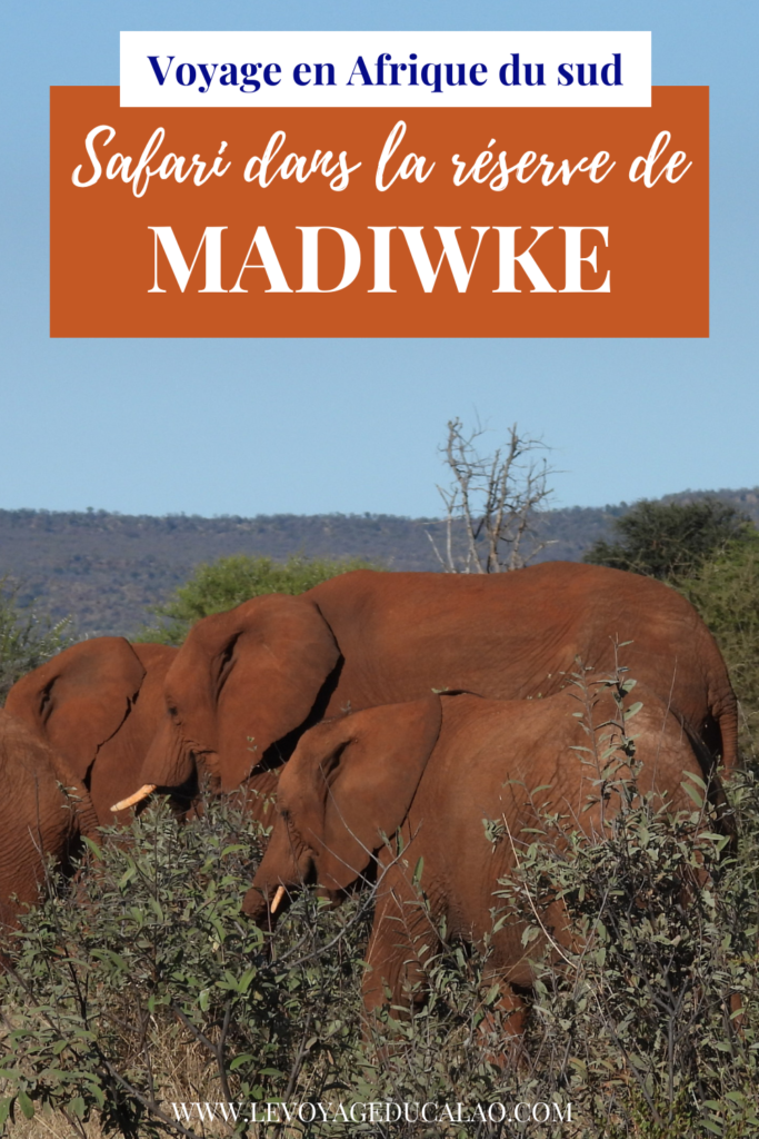 safari-Madikwe-Afrique-du-sud