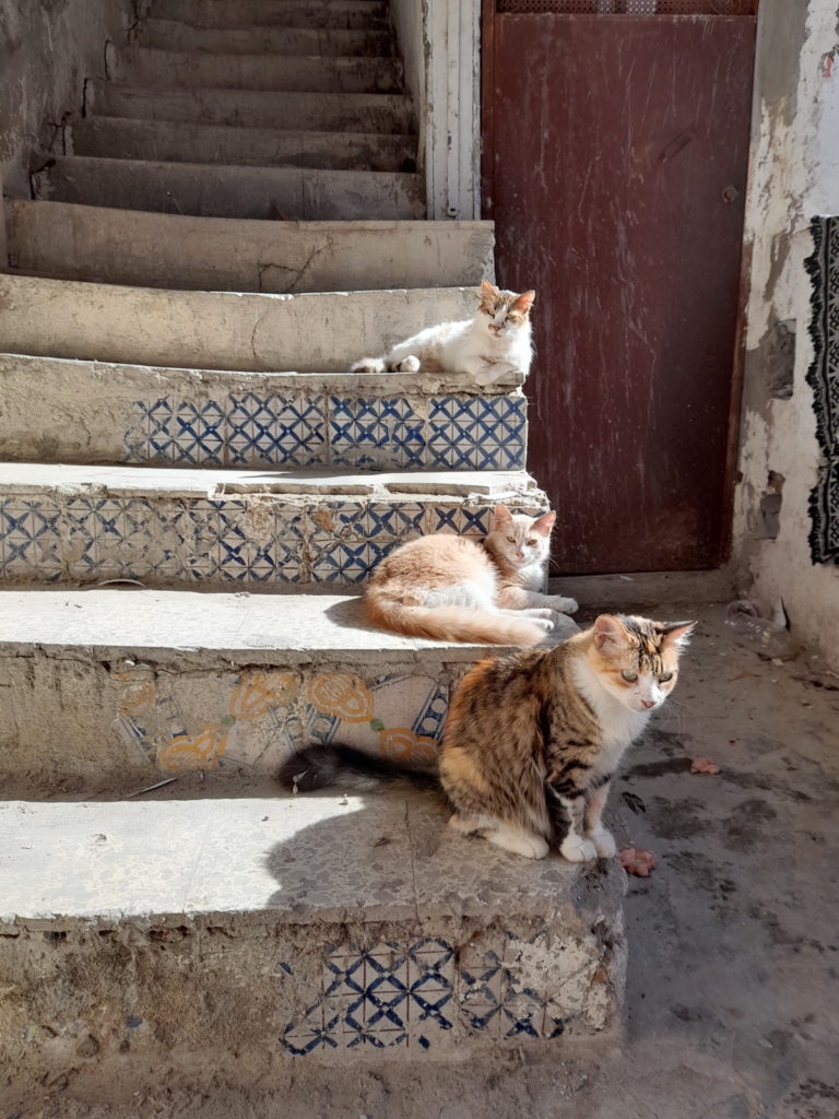 tunis-medina-chat-tunisie