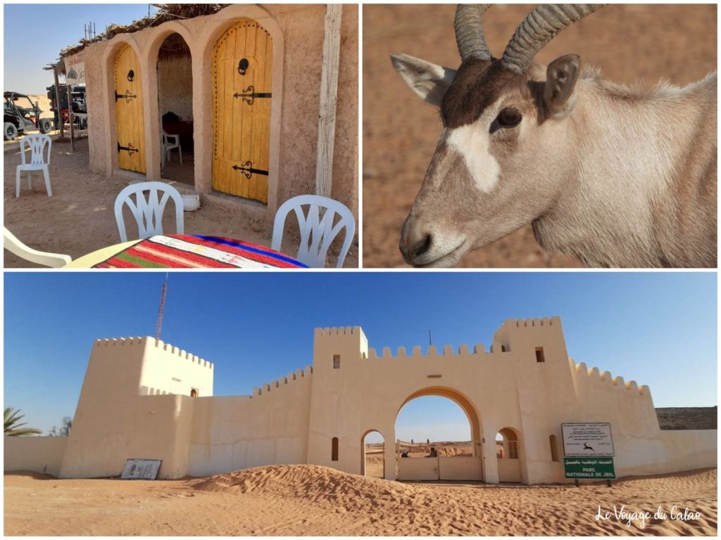 parc-national-jbil-desert-tunisie-afrique