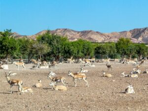 Gazelles Sir Bani Yas Abu Dhabi