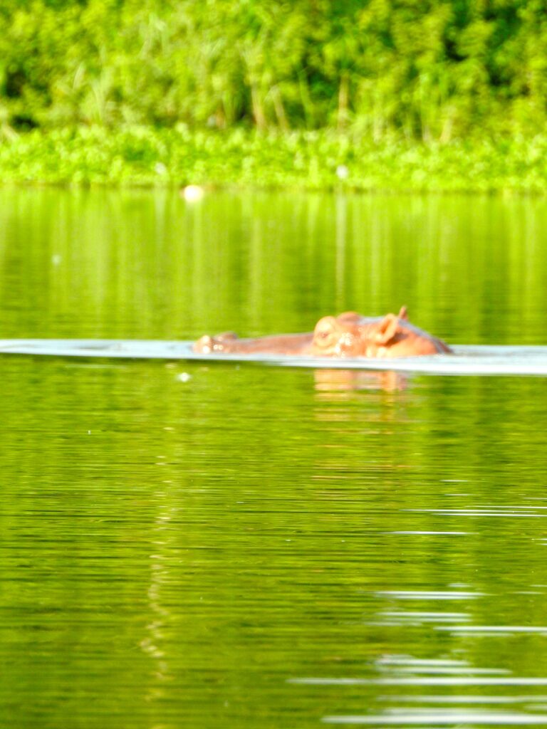 voyager-cote-d-ivoire-tiassalé-hippopotame