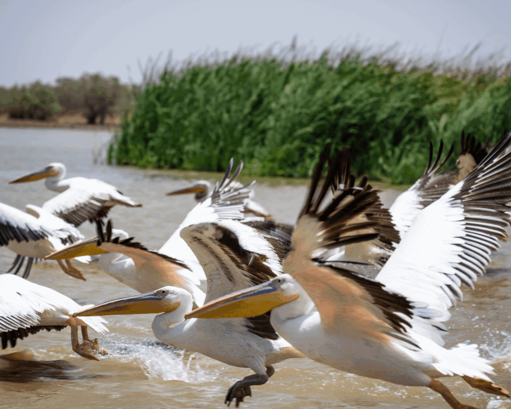 Sénégal oiseaux Somone Djouj
