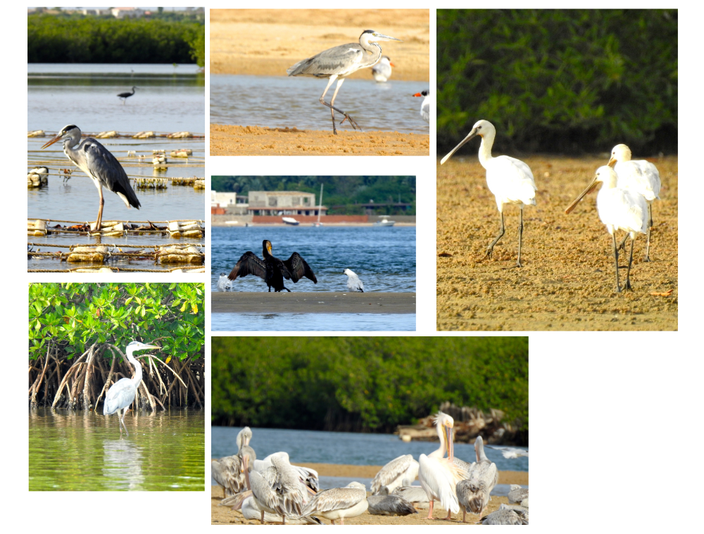10 raisons voyager Sénégal oiseaux