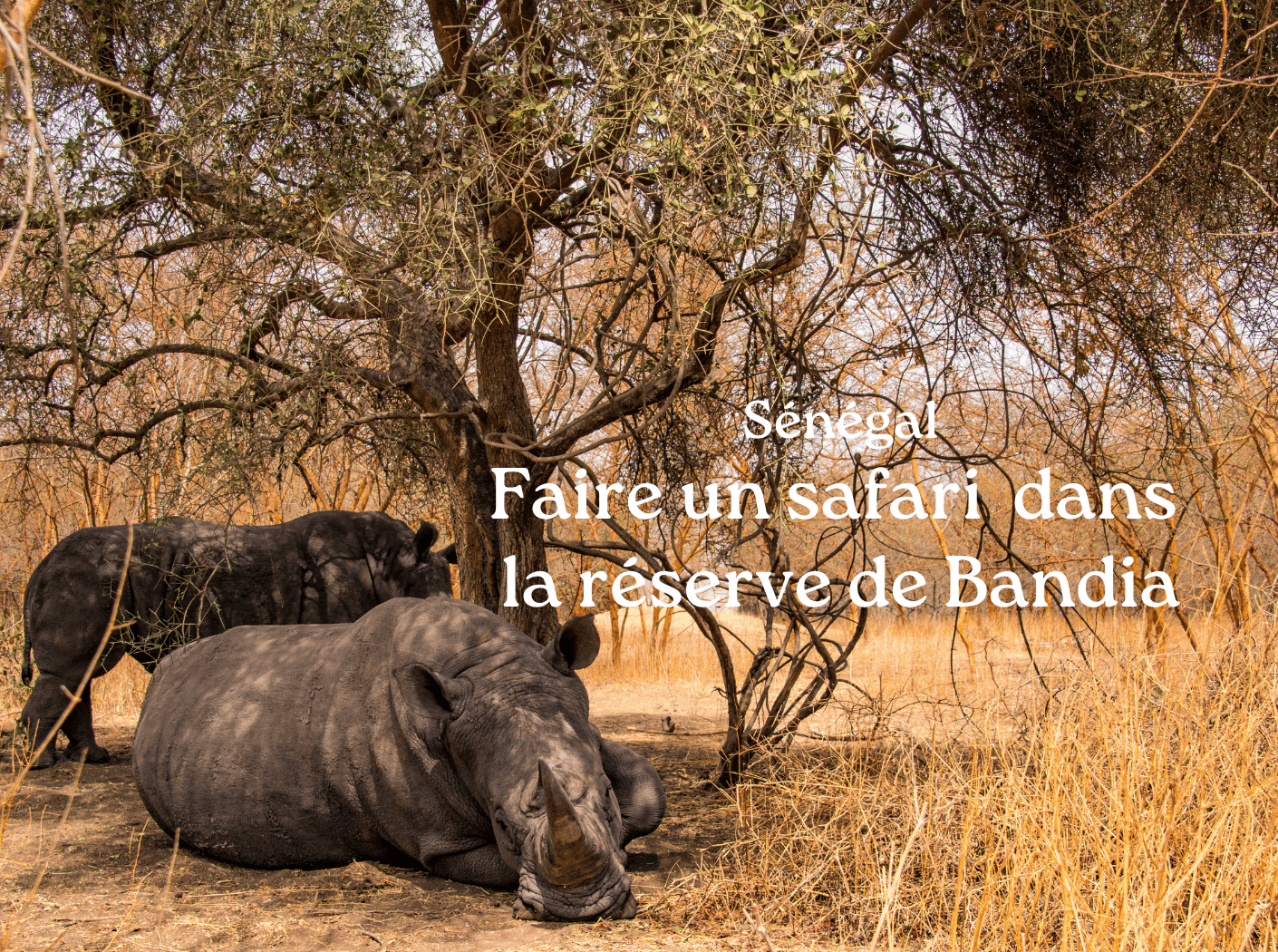 safari réserve Bandia Senegal
