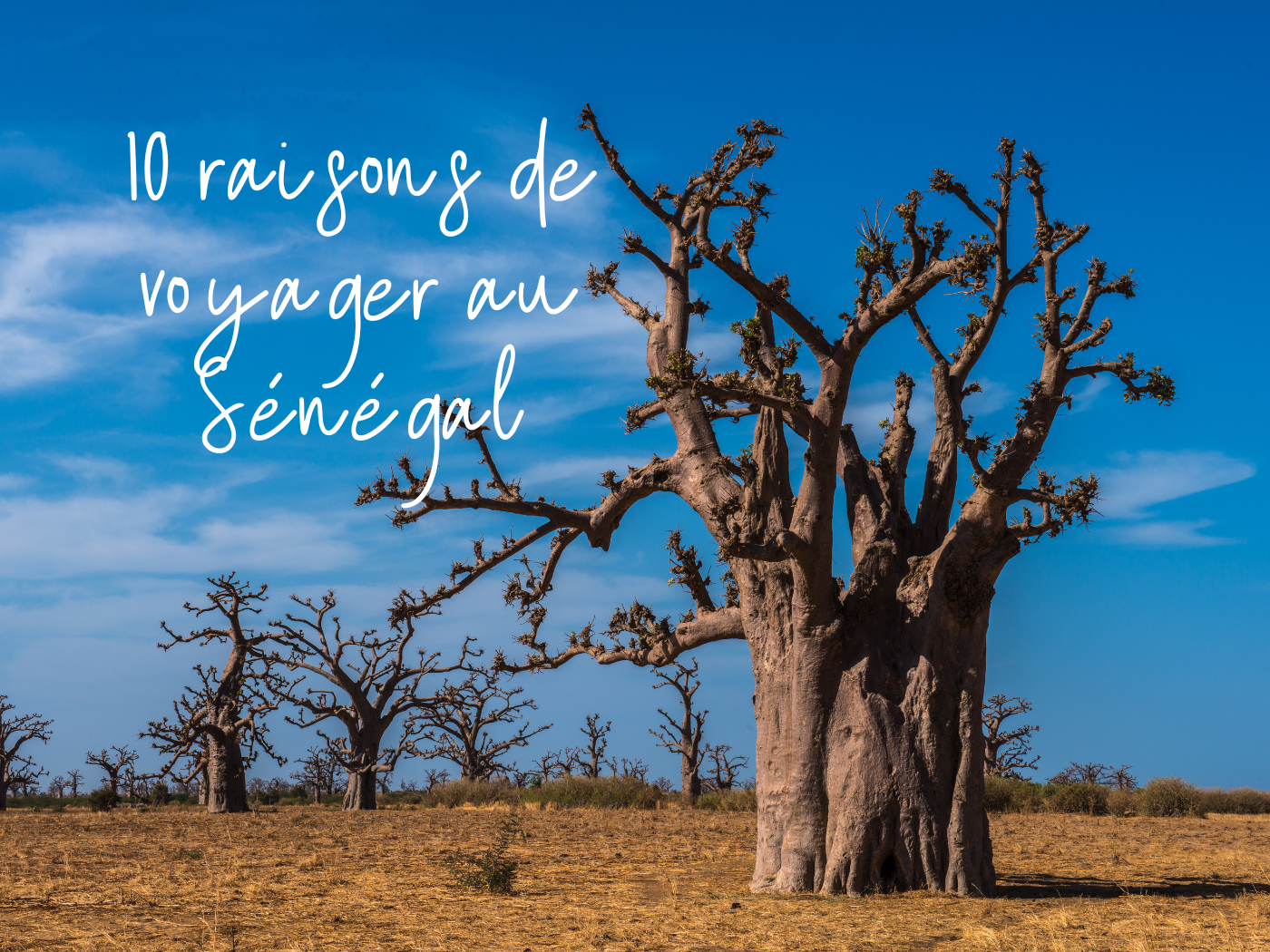 10 raisons voyager sénégal baobab