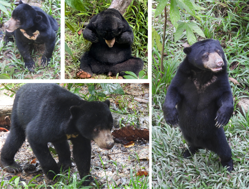 sun-bear-ours-animaux-borneo-malaisie