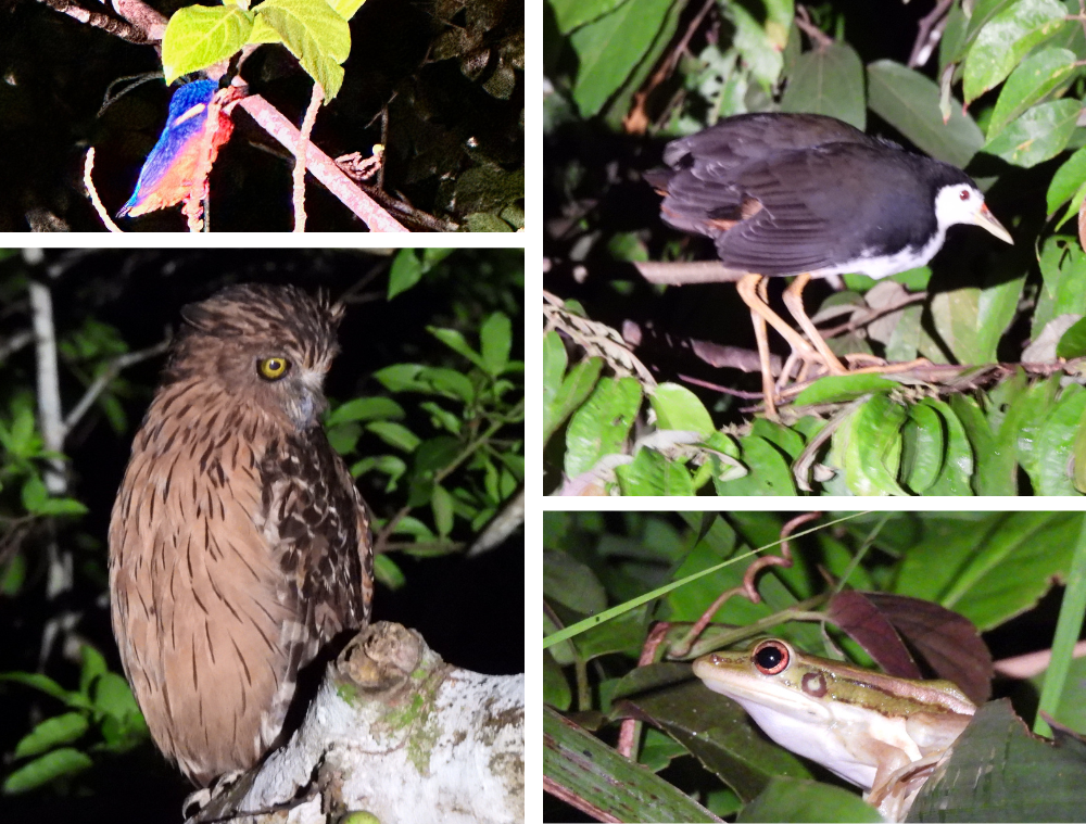 oiseaux-safari-by-night-borneo-malaisie