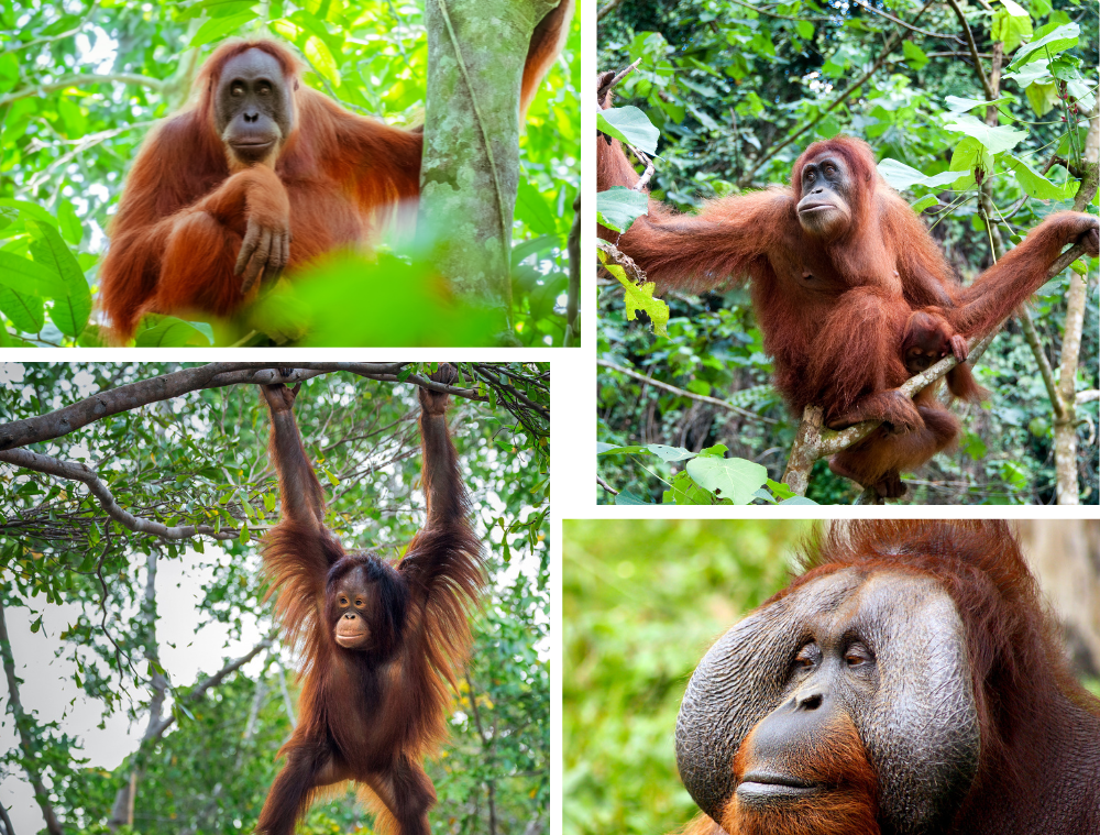 orang-outan-borneo-malaisie