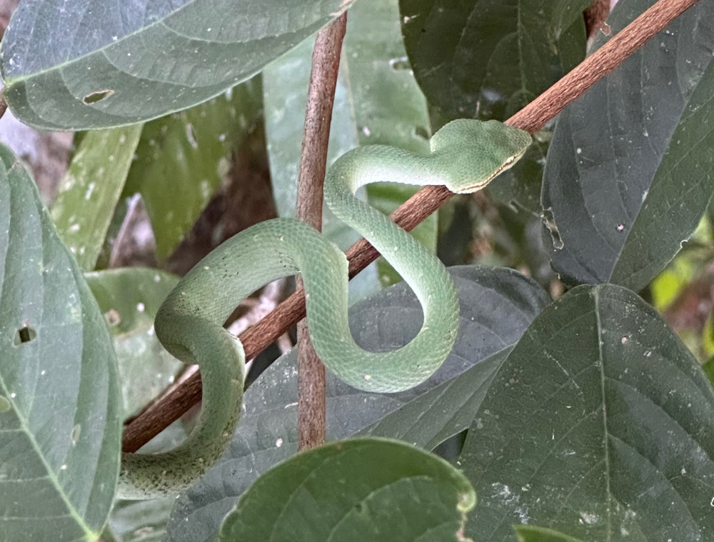 reptiles-serpent-animaux-borneo-malaisie