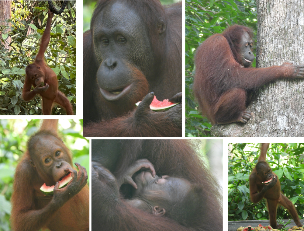 orang-outan-borneo-malaisie-sabah-sepilok